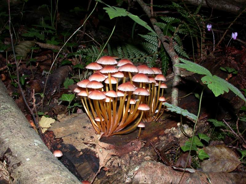 Mycena